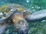 Galapagos Green Sea Turtles: Galapagos Snorkeling With Sea Turtles