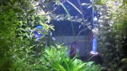 discus