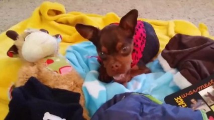 Animal Lovers Shower Disabled Dog with Gifts