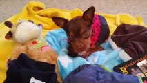 Animal Lovers Shower Disabled Dog with Gifts