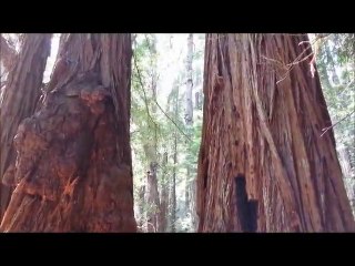 Muir Woods National Monument 04202014