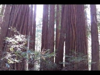 Muir Woods National Monument 04202014(2)