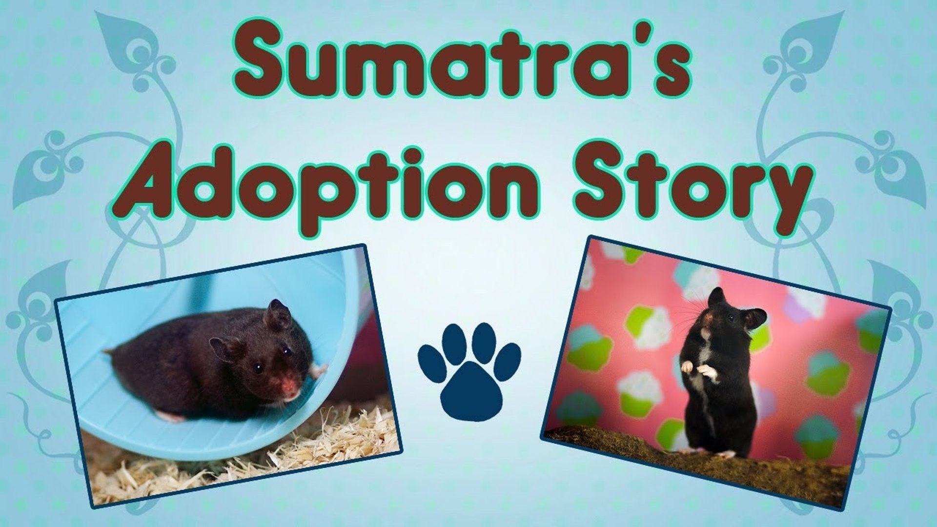 ⁣♥ Sumatra's Adoption Story