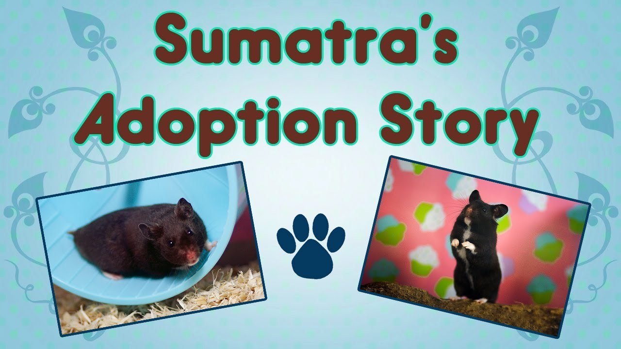 ♥ Sumatra's Adoption Story
