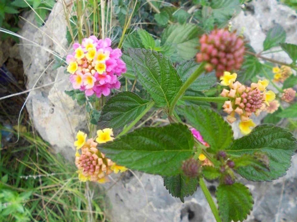 Sen Benimsin Ben Seninim - Dilaver Avgören