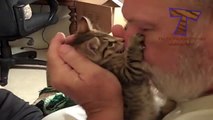 Cats hate petting and kisses - So hilarious kitten compilation