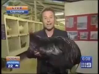 Reporter attaqué par un poulet géant! Peur de sa vie...