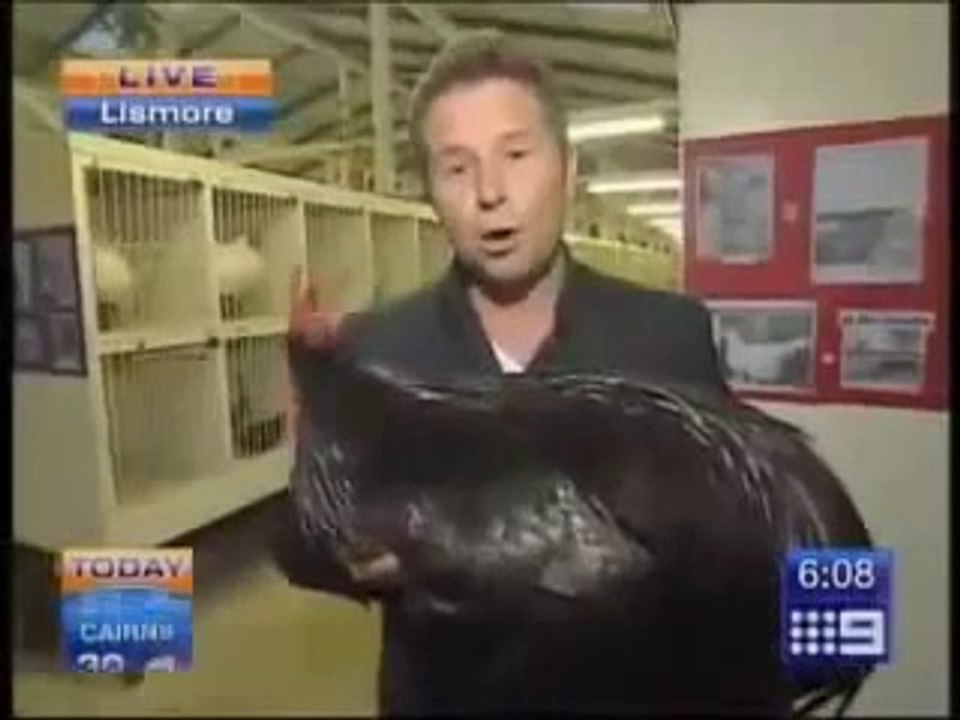 Hilarious : News Anchor Attacked By Chicken!