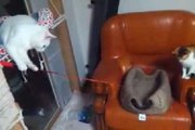 Deux chats qui jouent... comme des humains