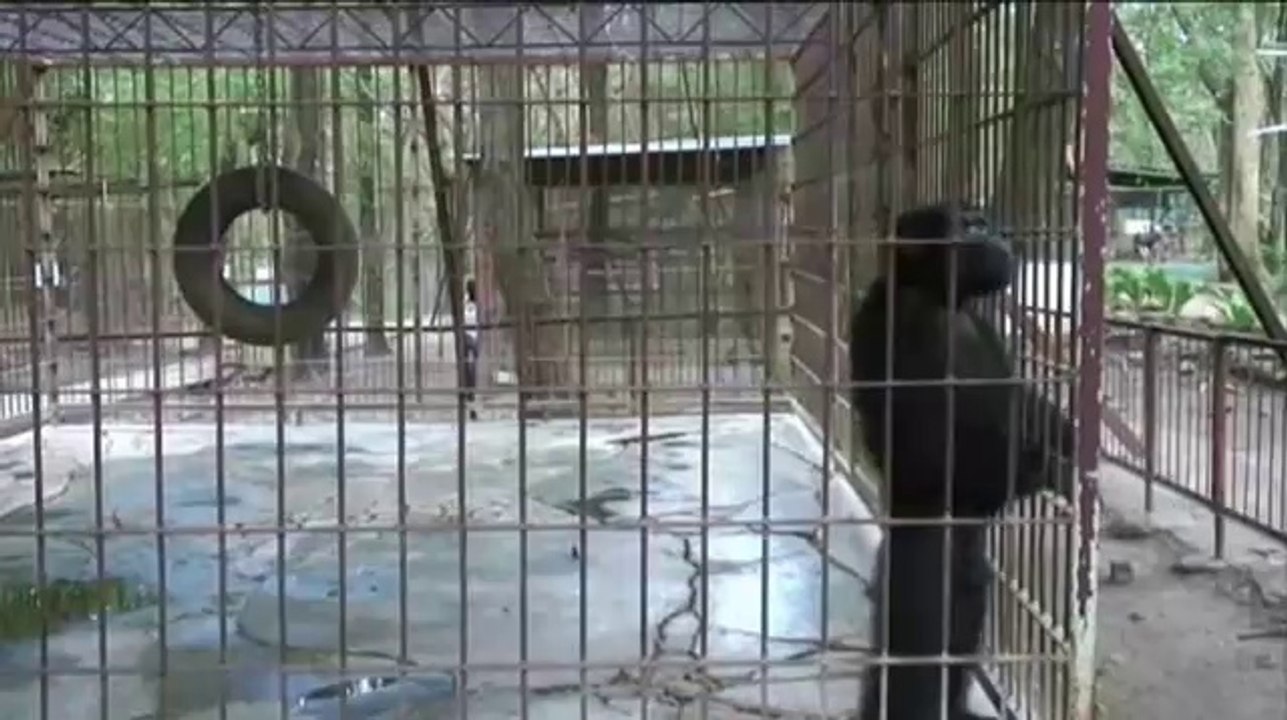 Nathan Carr Fullerton - Break Dancing Chimp Funny