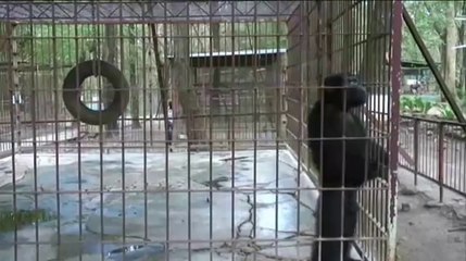 Nathan Carr Fullerton - Break Dancing Chimp Funny