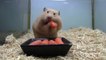 Hamster fou mange 5 carottes en même temps!