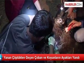 Yanan Çöplükten Geçen Çoban ve Koyunların Ayakları Yandı