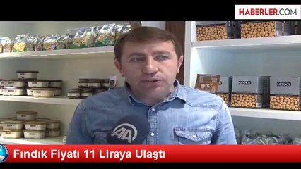 Fındık Fiyatı 11 Liraya Ulaştı