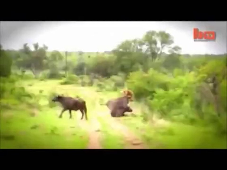 کیا آپ نے کبھی جنگل کے بادشاہ کی درگت بنتی دیکھی ھے؟