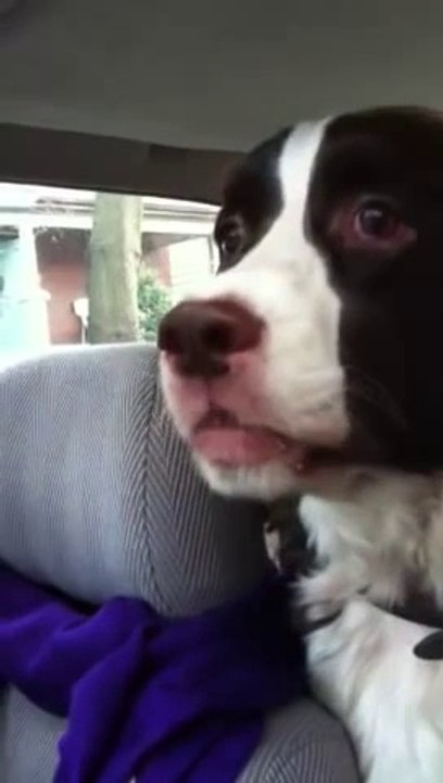 Dog Freaks Out Over Squirrel