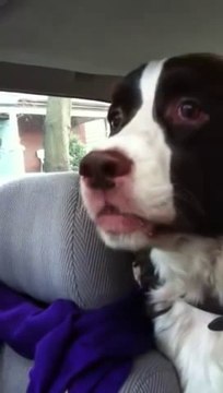 Dog Freaks Out Over Squirrel