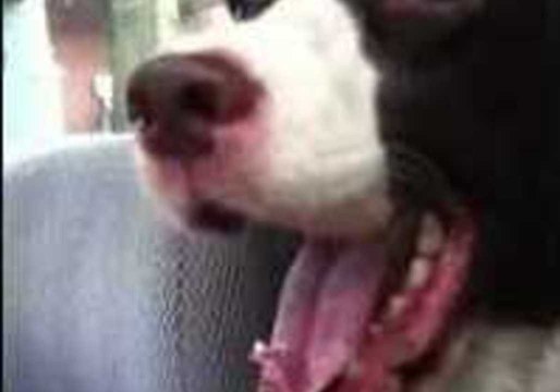 Squirrels Cause a Springer Spaniel Frenzy