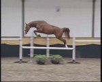 Obstacle   Dressage   Ethologie