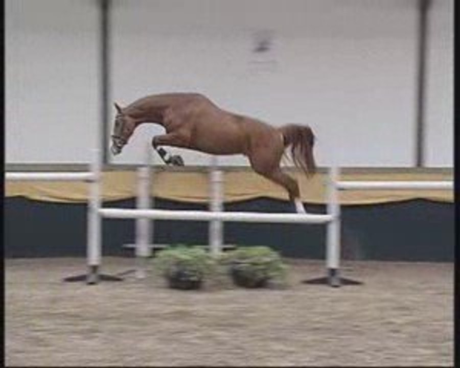 Obstacle + Dressage + Ethologie