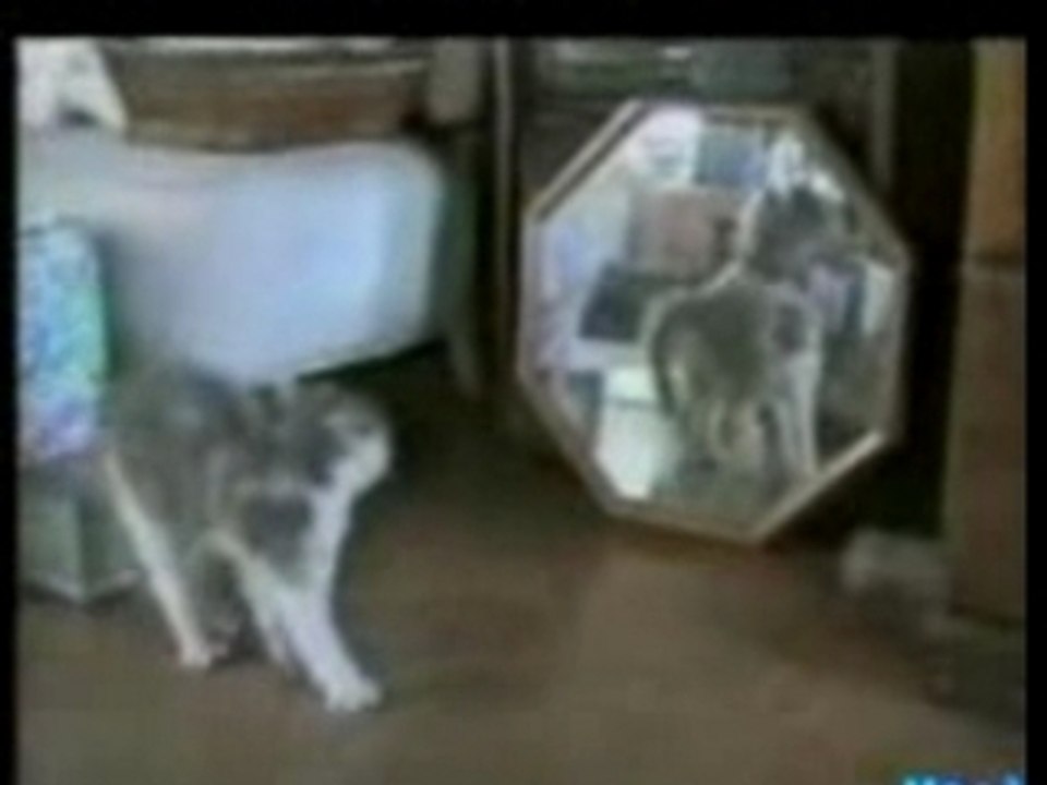 Cats : Les pannes de chats