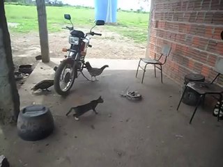 Chat vs Serpent (évènement inattendu)