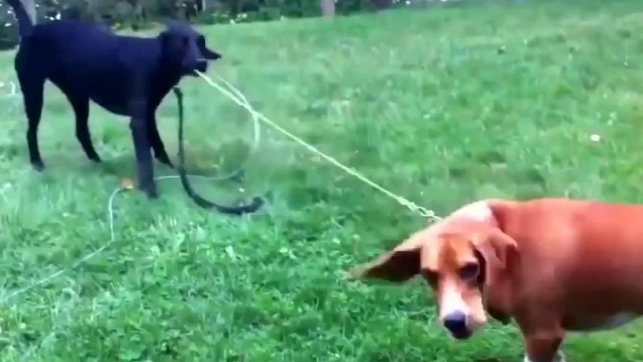 Most Incredible Pets of all time video Dailymotion