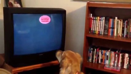 The Most Adorable Pets Ever