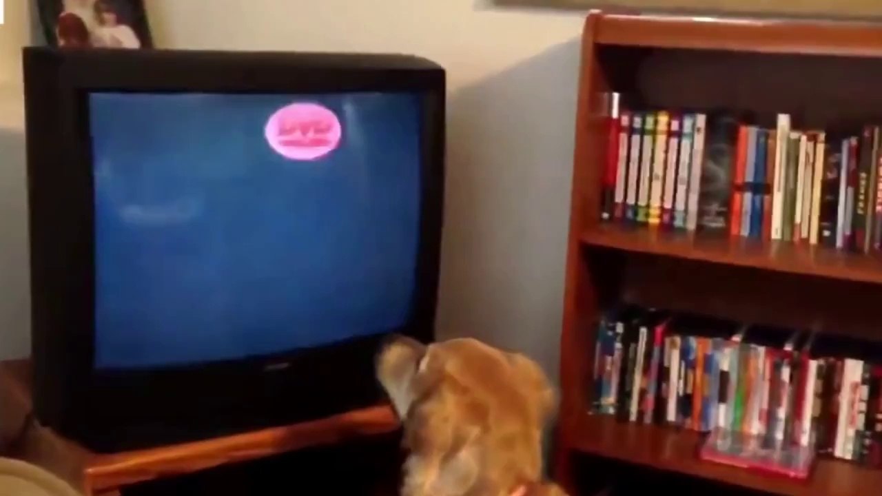 The Most Adorable Pets Ever