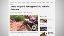 Loose Leopard in India Breaks Through Roof Tiles, Bites Man