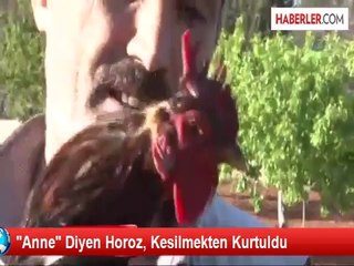 Петух сказал «мама»