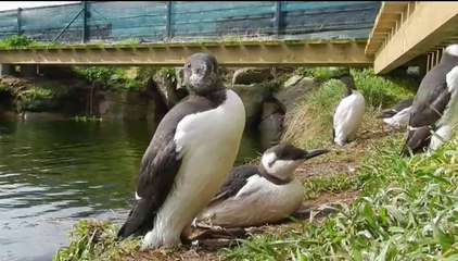 Nourris-Loges-Blanchis