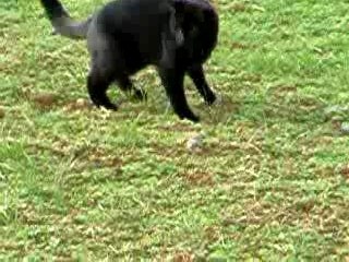 Pintou le chat s'amuse