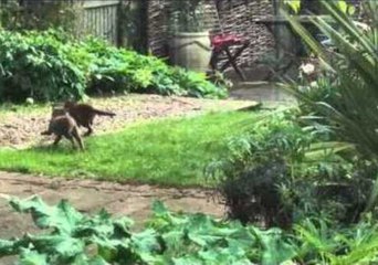 Roguish Fox Cubs Get Up to Mischief in the Garden
