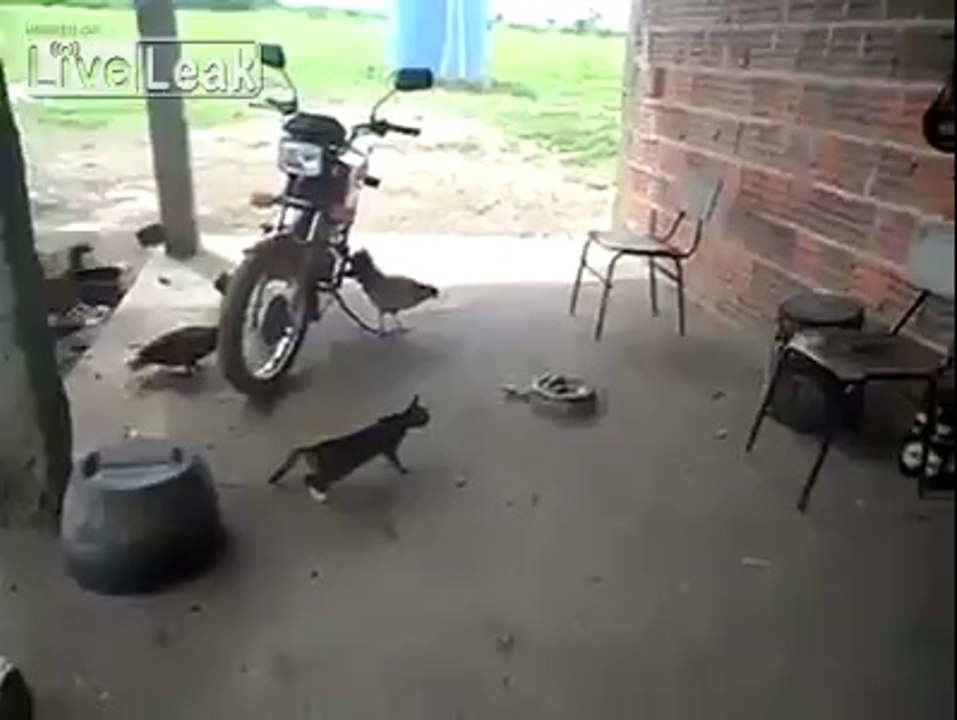 Kedinin (Yılandan) Korkup Havalarda Uçması :)