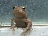 PEEPING TOAD CAUGHT ON TAPE