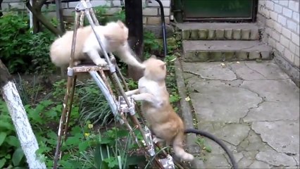 Öyle Vurulmaz Böyle Vurulur :)