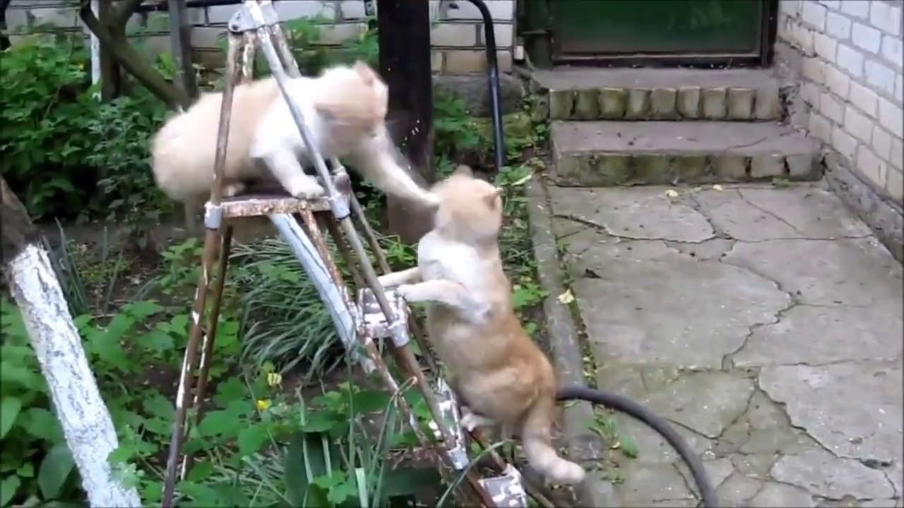 Öyle Vurulmaz Böyle Vurulur :)