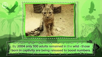 10 Animals That May Go Extinct In The Next Few Years