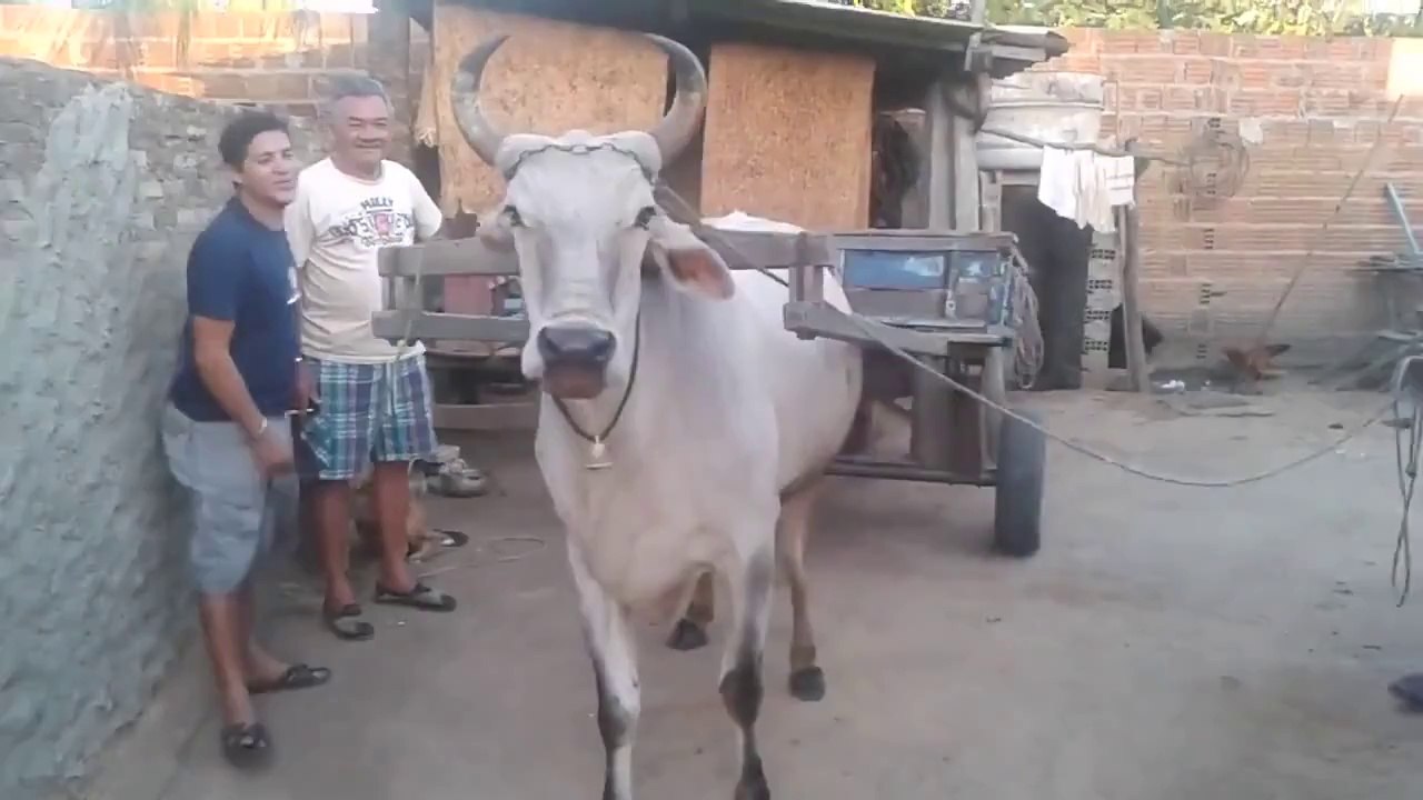 Öküzün Yaptığına İnanamayacaksınız!!