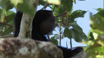 كوكب الارض الحلقه الثامنه  الغابـات BBC