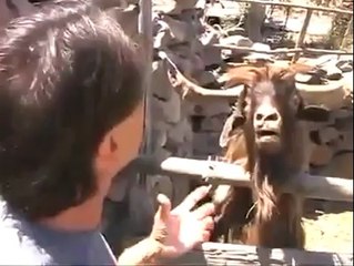 Bir Adamın Tüküren Keçiyle İmtihanı :)