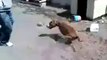 Don't play and annoy a Pitbull : dog revenge