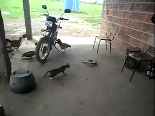 Chat contre serpent... Réaction hilarante à la fin