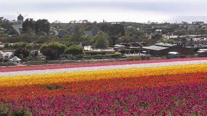 Pacific View Homes Apartments in Carlsbad, CA - ForRent.com