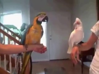 So funny Birds dancing on "What is love"...Yehhhh