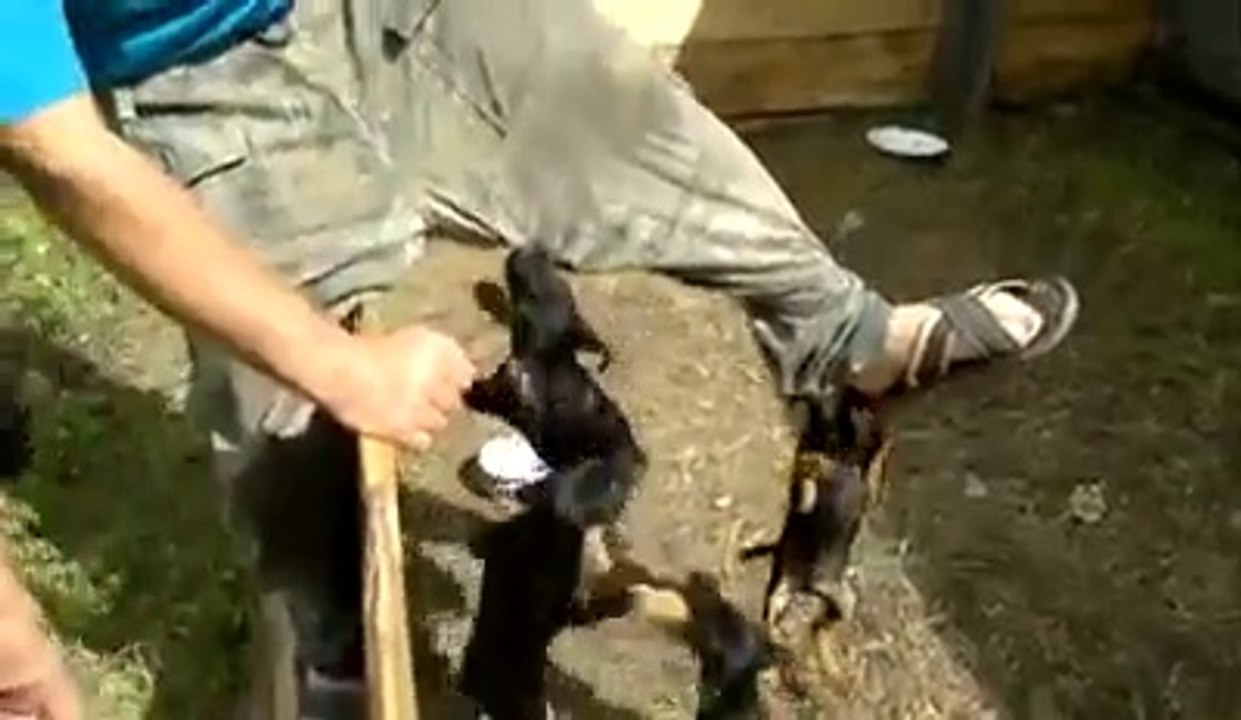 Bu yavrular çok sinirli :)