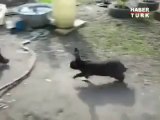 Kedi kaç tavşan tut :))