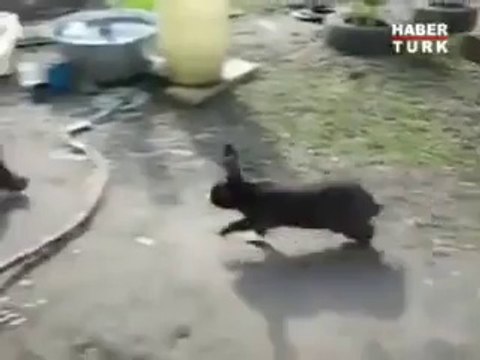 Kedi kaç tavşan tut :))