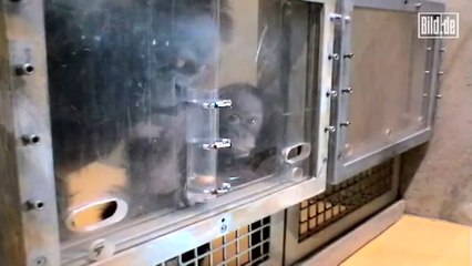 Suyun Kaldırma Kuvvetini Kullanan Maymun